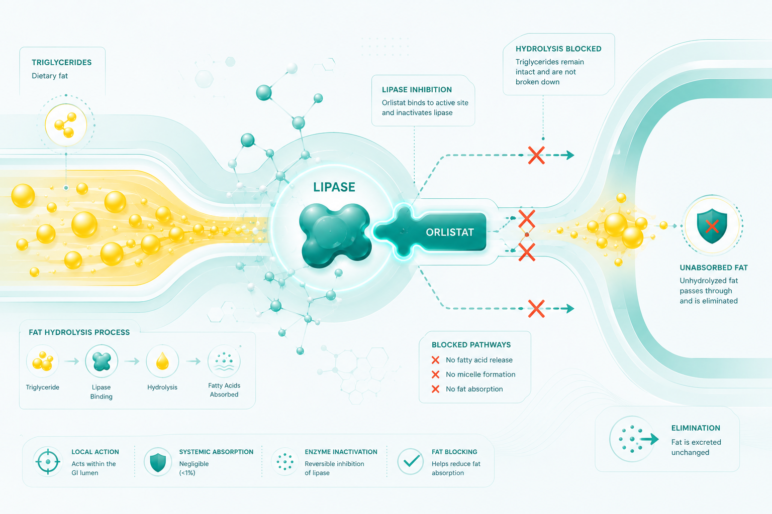 Orlistat Fat‑Blocking Action